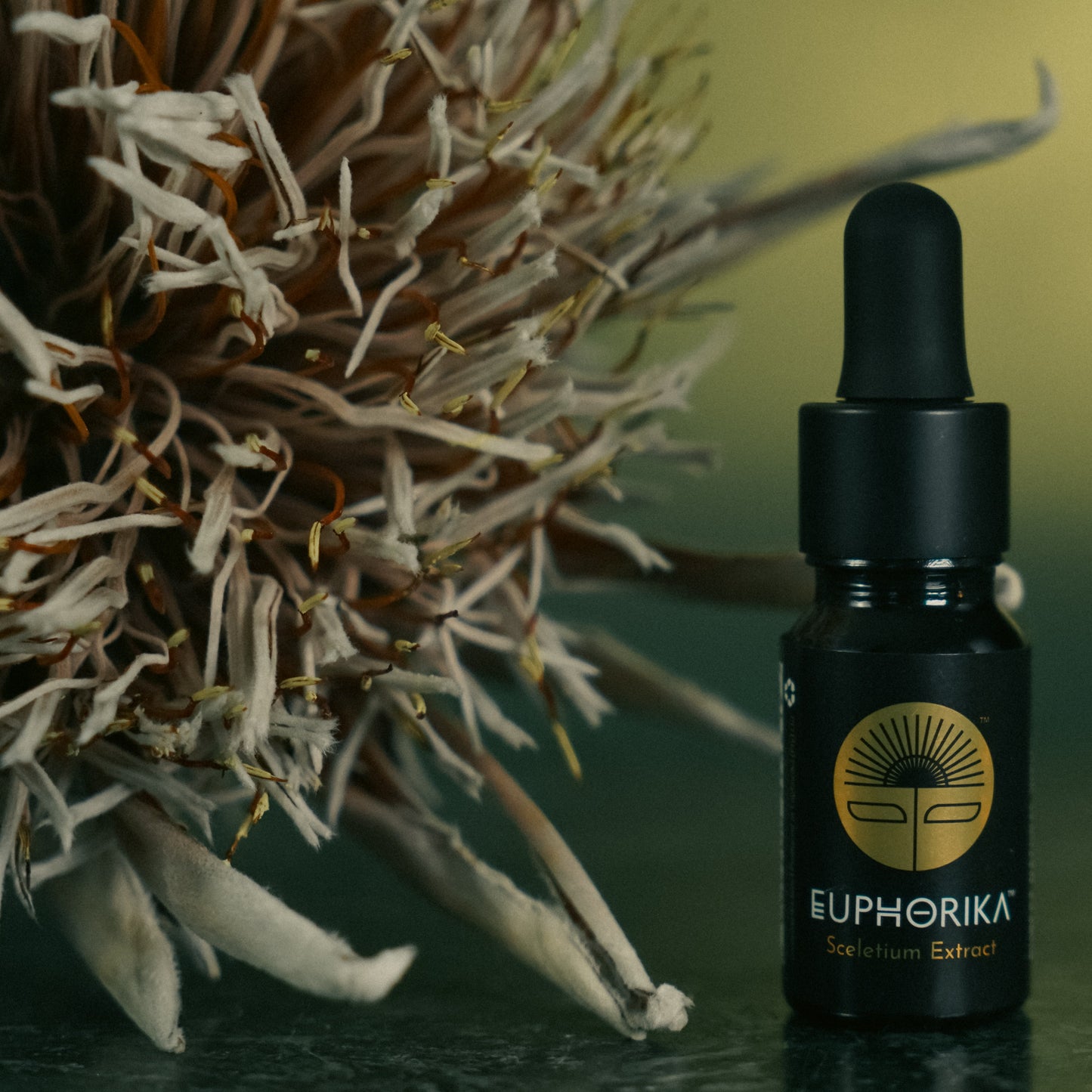 Euphorika Sceletium Tortuosum Extract - Social Anxiety Treatment